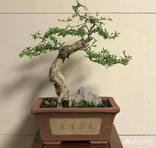 带刺枸杞可以做盆景吗?