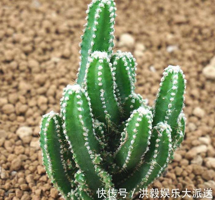 养花|家里“3种花”最怕潮,哪里干燥就放哪,才能一年四季“花儿旺”