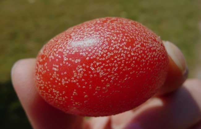 野果|农村一种常见植物,“楼豆”营养价值高,止咳效果更好