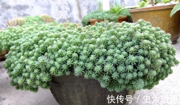 薄雪万年草|做到这4方面,养多肉薄雪万年草,轻松培育成“爆盆”状态