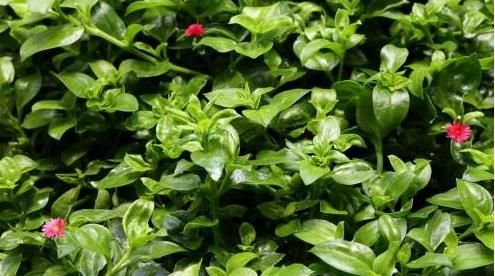 熱毒病|養(yǎng)生多吃幾種野菜，預(yù)防疾病，好處多，大家摘來(lái)吃，是不錯(cuò)的選擇