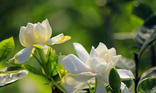 栀子花不开花、养不活不是花难养,而是方法错了