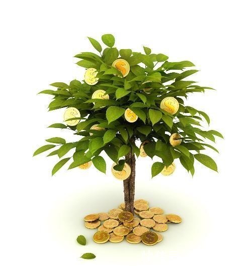 以说|发财树有哪些寓意,我们又应该如何养护呢?