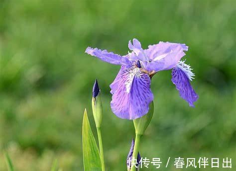 养花试试这几款，花朵精致，花量非常大的开花灌木
