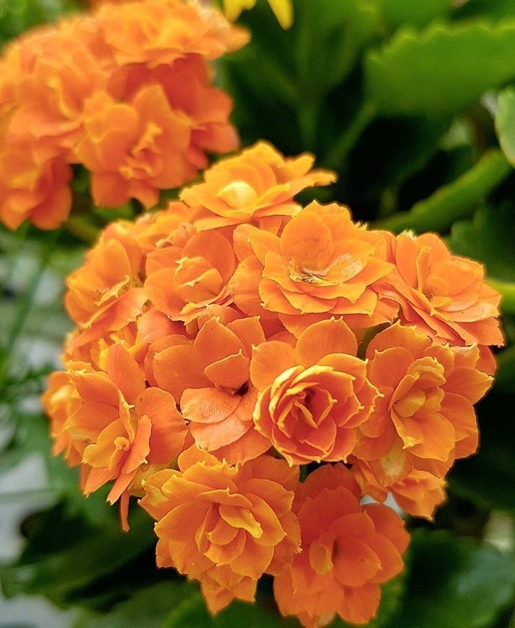 养长寿花“咔嚓”几下，开花就像“棒棒糖”，养2年变“老桩”