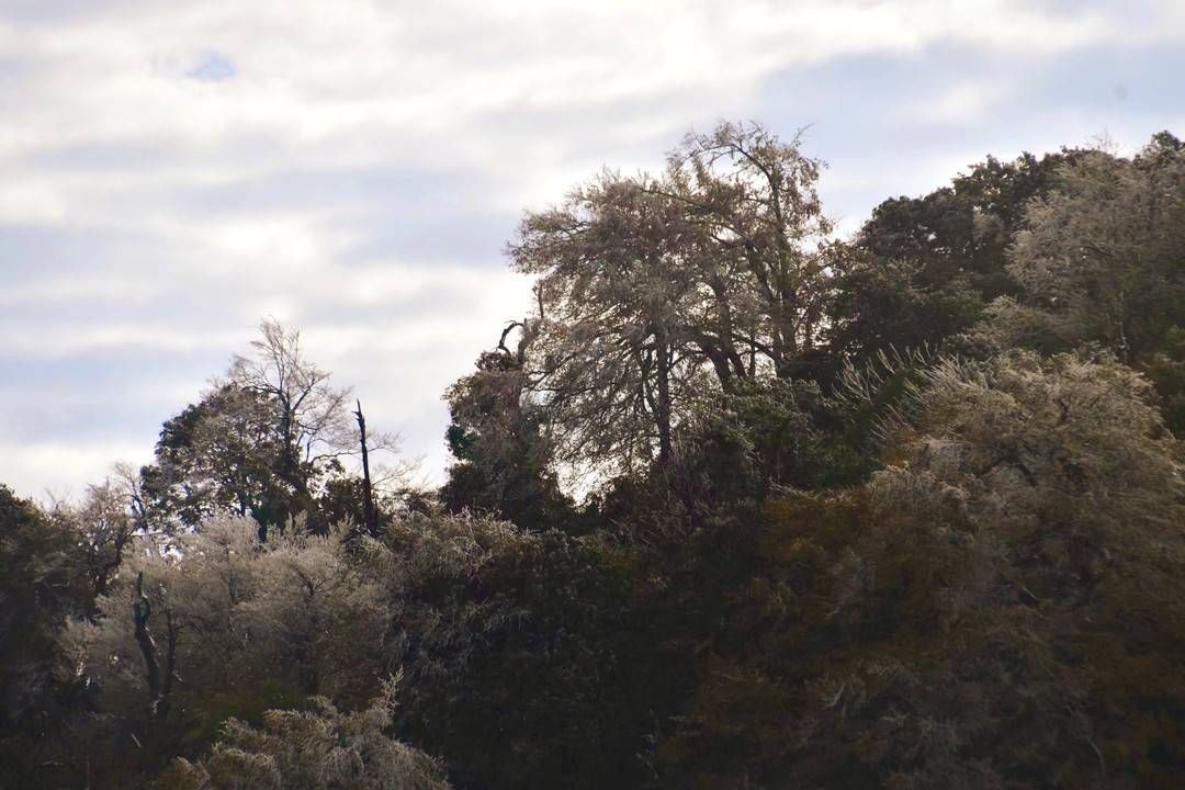 黄荆|美出新境界 四川古蔺黄荆老林立冬雪后现雾凇奇观