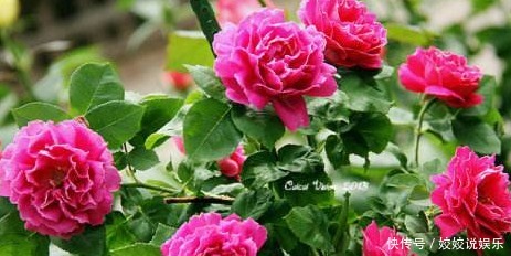 新手|新手养花,就选“开花机器”,浓香扑鼻,比茉莉都香!