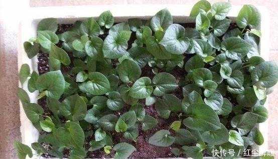 蔬菜|边吃边长的5种蔬菜盆栽,省了菜钱!长的太快吃不完送给邻居