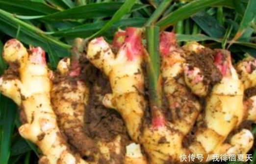 女性离不开的3种食物,坚持每天吃一些,补血养颜、滋补身体