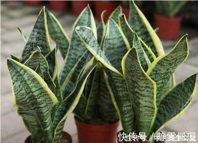 叶子绿油油|这几种花是酒鬼,浇水兑点啤酒水,叶子绿油油!