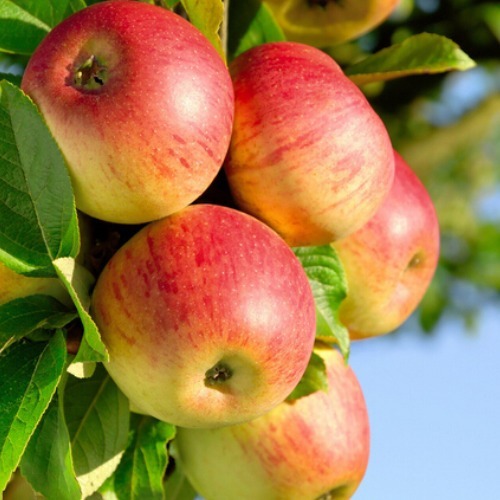 溃疡性结肠炎|苹果尽量少吃，或者最好不吃，别让你的无知毁了自己的身体！