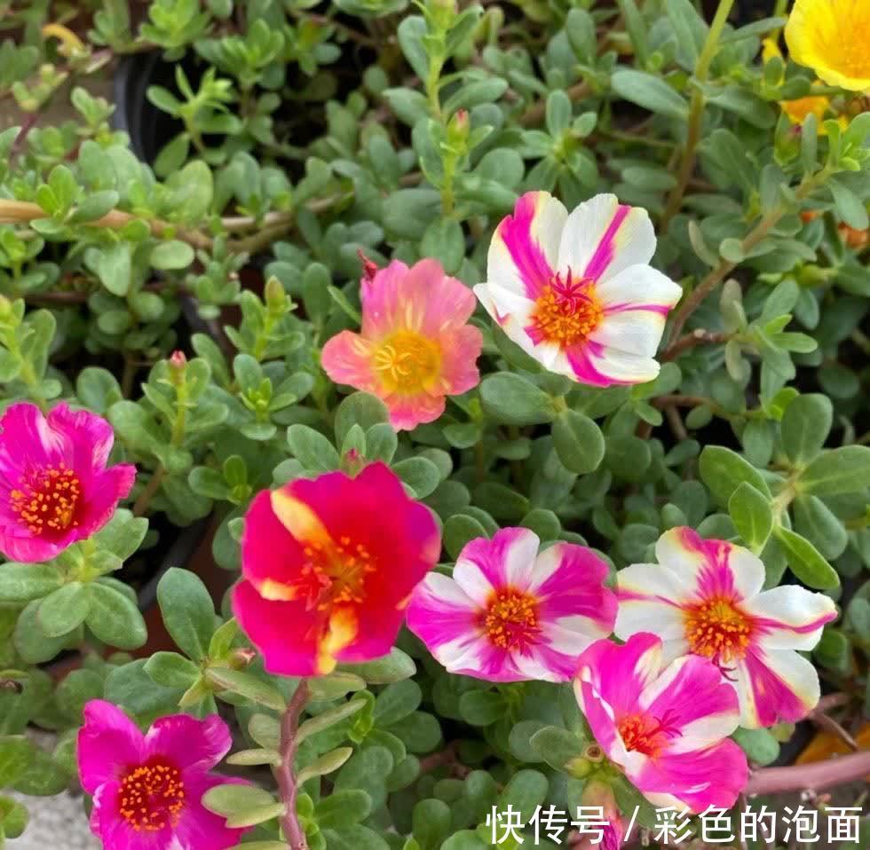 太阳花|喜欢天天晒太阳的“6种花”,越晒花越艳花越大,太好看了吧