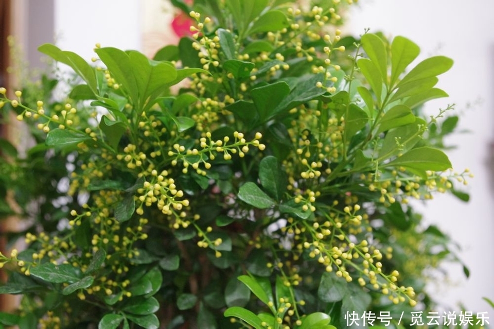 米兰盆栽换盆后叶片发黄又掉落该怎么办两种换盆方式两种方法