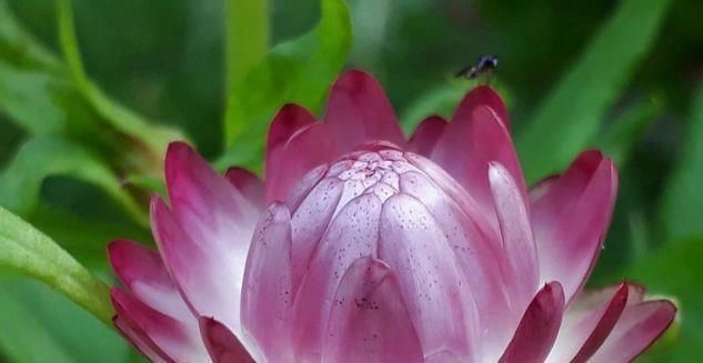 喜欢菊花,不如养盆“菊中精品”鳞托菊,似鱼儿遨游,实属珍品