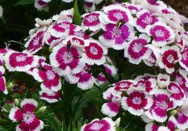 凤仙花|7月2日开始，养花试试这几款，观赏价值高，一养就上瘾