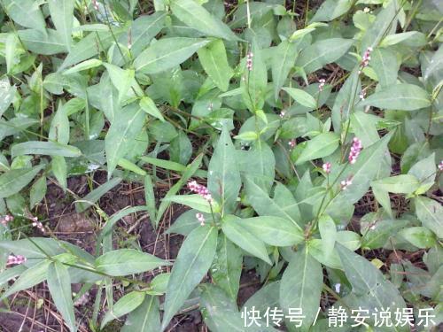 清热解毒|这种农村的野草，不仅能够清热解毒，而且还能够利尿消肿！