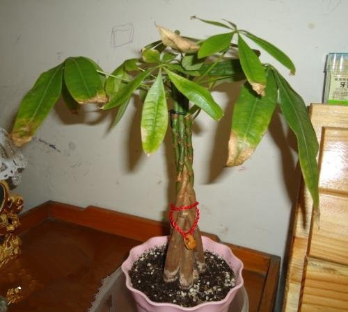 夏天养花有“4怕”，学会避开，花儿枝繁叶茂，开花旺