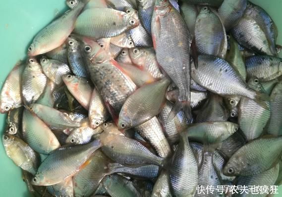 钓鱼人口中的“四大害鱼”,钓鱼时最怕碰到了,其实味道都很鲜美