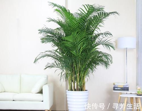 积水|大又深的花盆不讨喜?养上这些花,做好几件事,大气又漂亮!