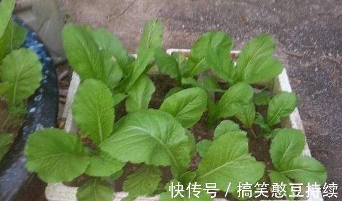泡沫箱有毒不能种花、种菜?瞎说!它不仅能种花,而且有其他妙用