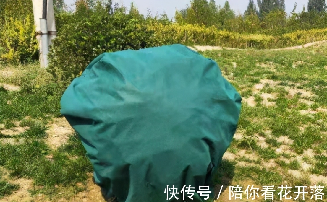 养花人都有的“迷惑行为”,只有爱花之人才懂,看看你中了几条