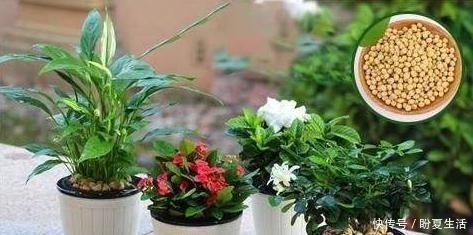 鸡蛋|花盆埋上“几粒它”，比鸡蛋壳、橘子皮强百倍养花一年不用施肥