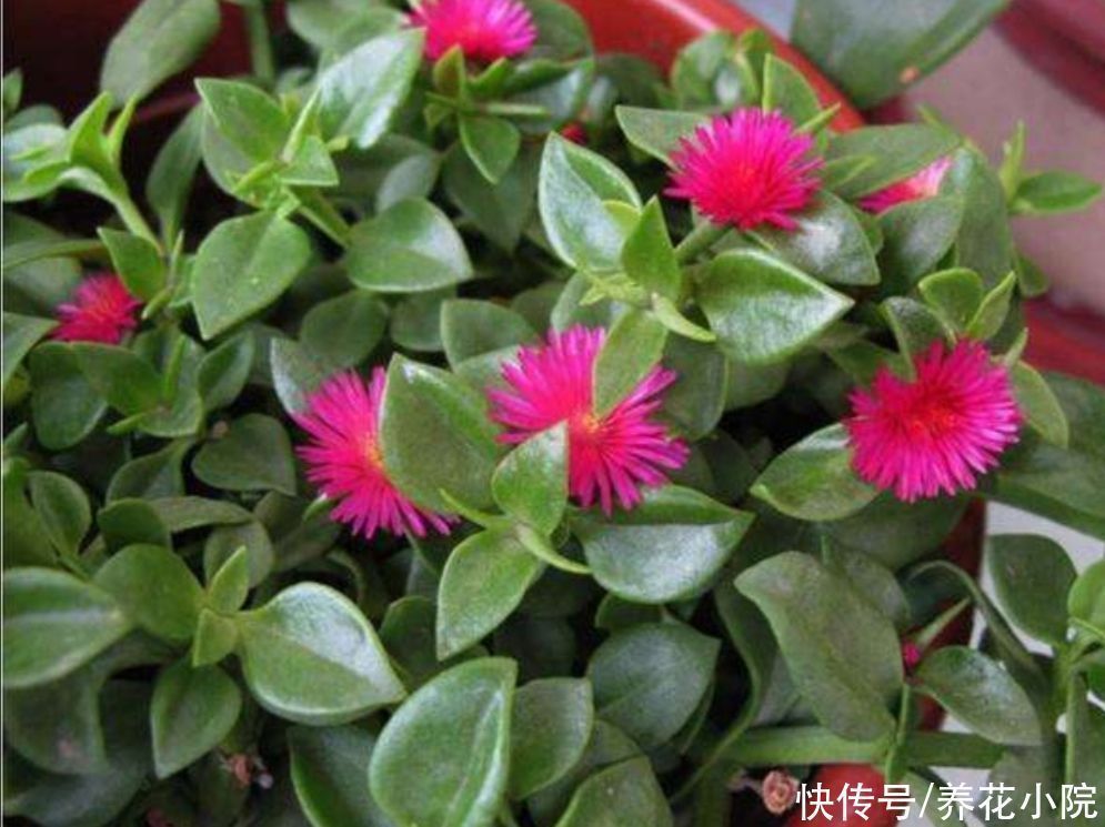 牡丹吊兰|4种花都叫吊兰,形态各不相同,你喜欢养哪一种呢?