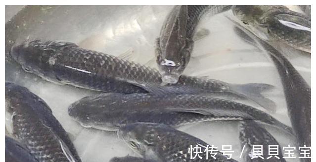 孩子|孩子要长大高个,有心的家长不妨看过来,价钱能接受,营养又补钙