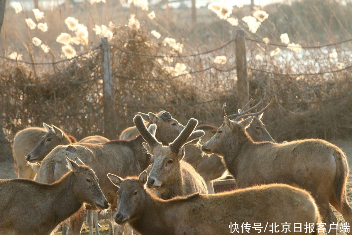  雄鹿|冬至前后，国宝麋鹿要干一件“大事”