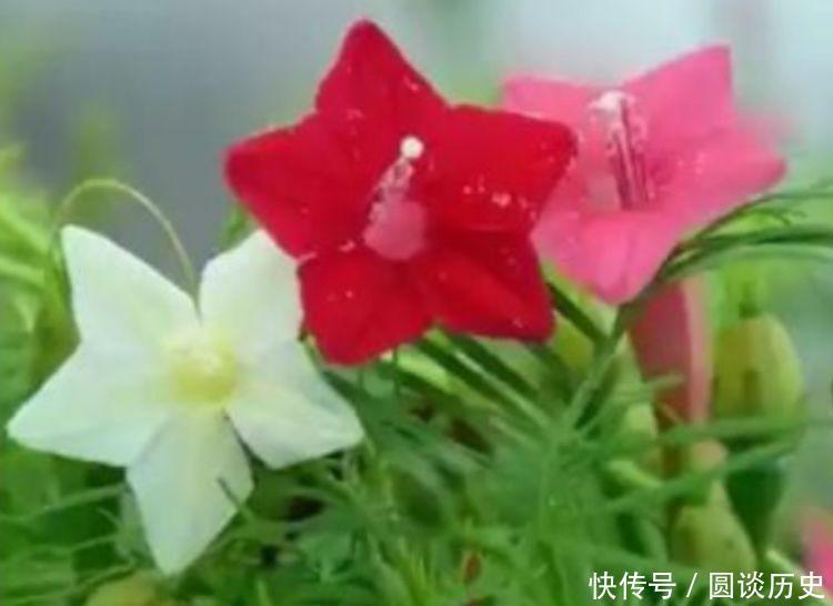 漂亮|4种花好养漂亮又便宜,家里养一盆,满屋飘香