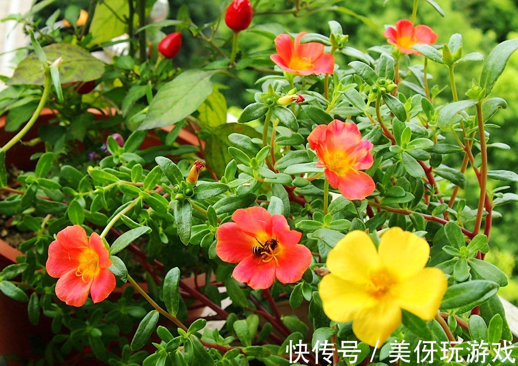 九死还魂草|9种养不死的花,绿萝只能排最后,再养不活就剁手吧