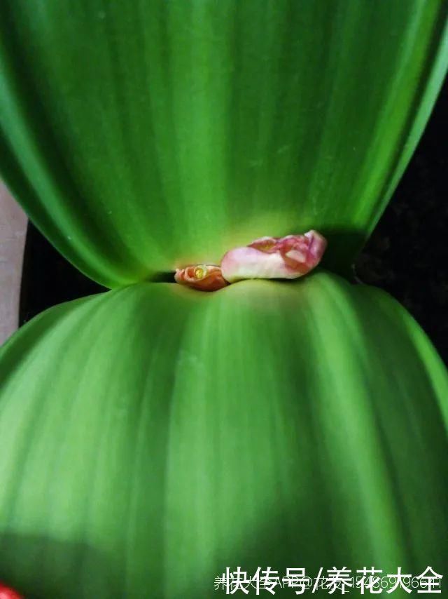 浇花|门前不栽竹,门后不留树,老祖宗传下来的养花谚语,特别准