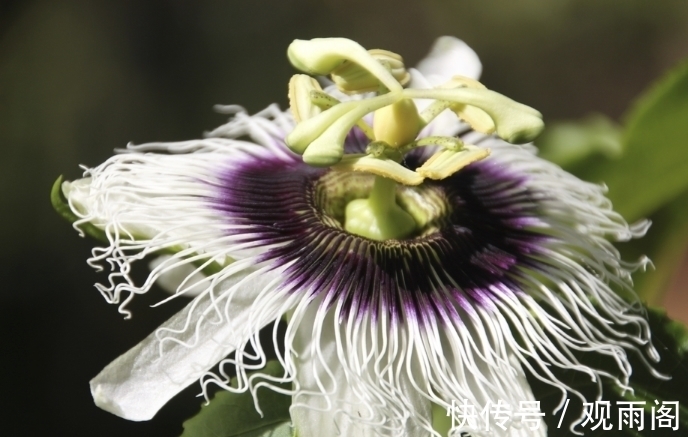 此花朝开幕落奇特无比，早上开晚上闭同开同谢，是富贵之花