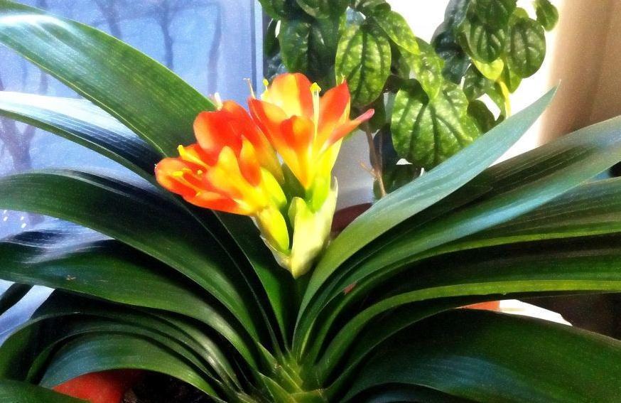 养君子兰做3点，把它埋盆里，叶油绿，花箭抽不停