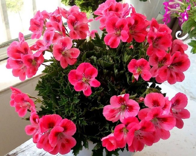 春养4种花，沾土就活，见光就旺，年年开花上百朵，一年开上300天