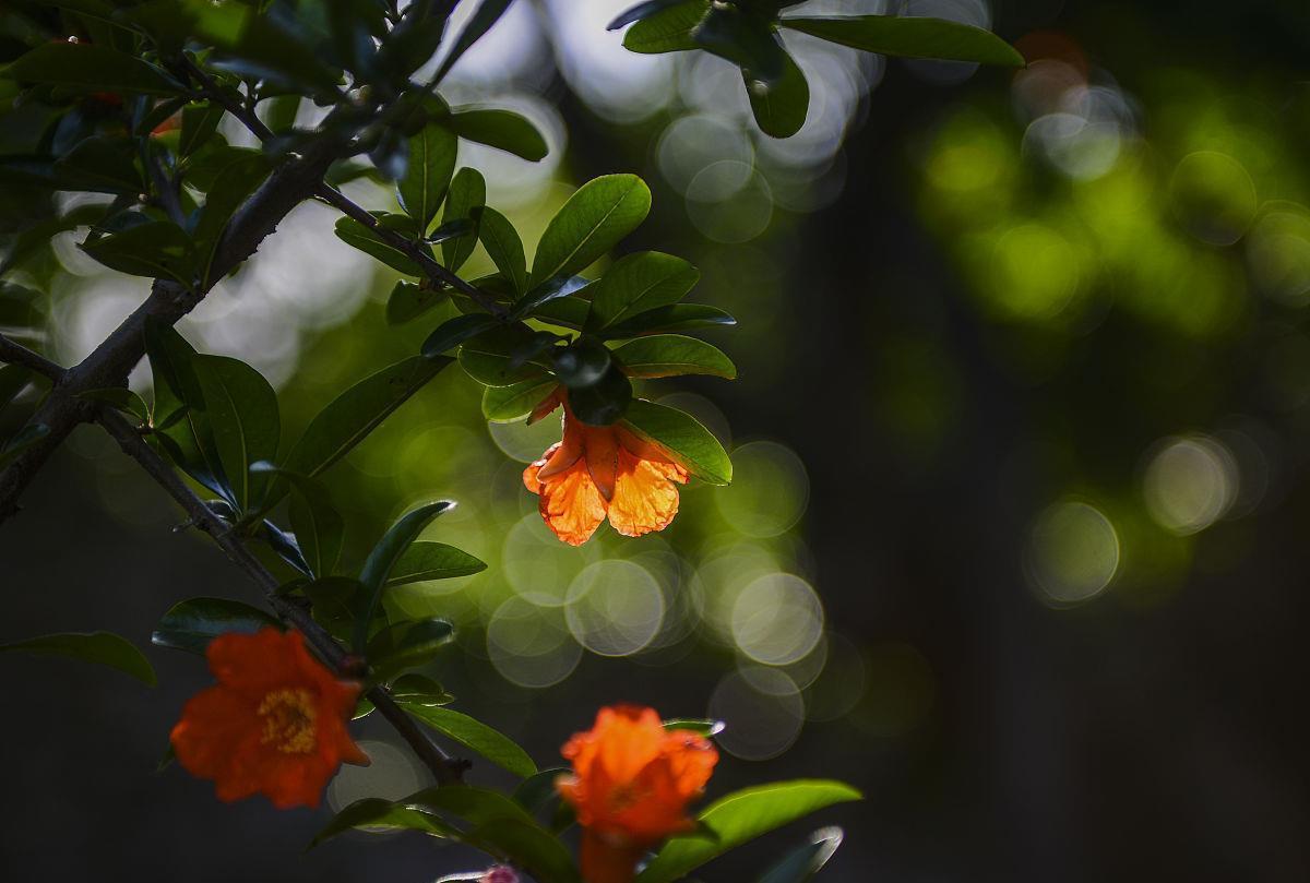 石榴|石榴树如何修剪?掌握4点方法,株型漂亮结果多