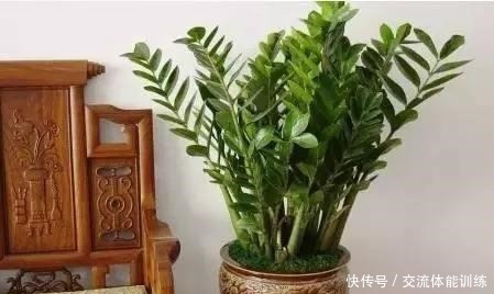 金钱树浇水按照这个方法来,黄叶少,根茎粗壮!