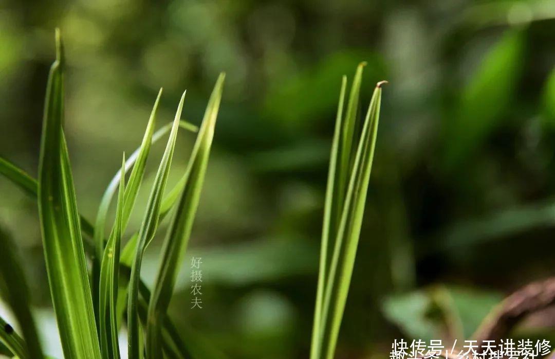 兰花喜酸还是喜碱?很多兰友虽明白,却都做错了