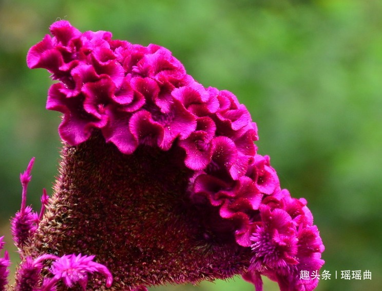 此花有“花中之王”之美誉,艳丽迷人引人注目,代表真挚永恒的爱