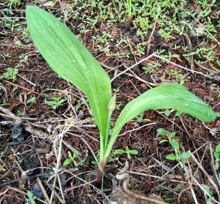 鳞茎|农村生长的这种草本植物,生长方式独特,却有治疗血瘀肿痛的功效