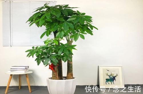 聪明人|客厅养花选它,好养又好看,寓意好颜值高,聪明人都爱养!