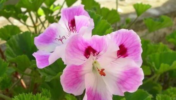 比“香水”还好闻的“4种花”,家里养1盆,满屋子清香四溢