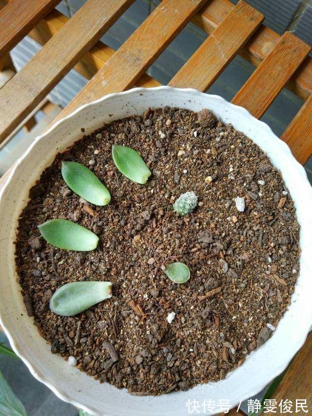 板结|土里加点酸酸水,盆土软得像发糕,养花透气不烂根