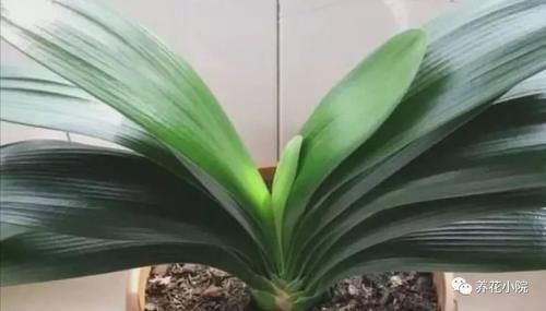 君子兰叶子瘦小,不长新叶,4个方面多注意,很快恢复旺盛