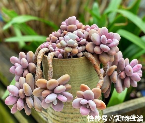 一棵桃蛋能否逆袭,往往看花友否无把握好这6点!