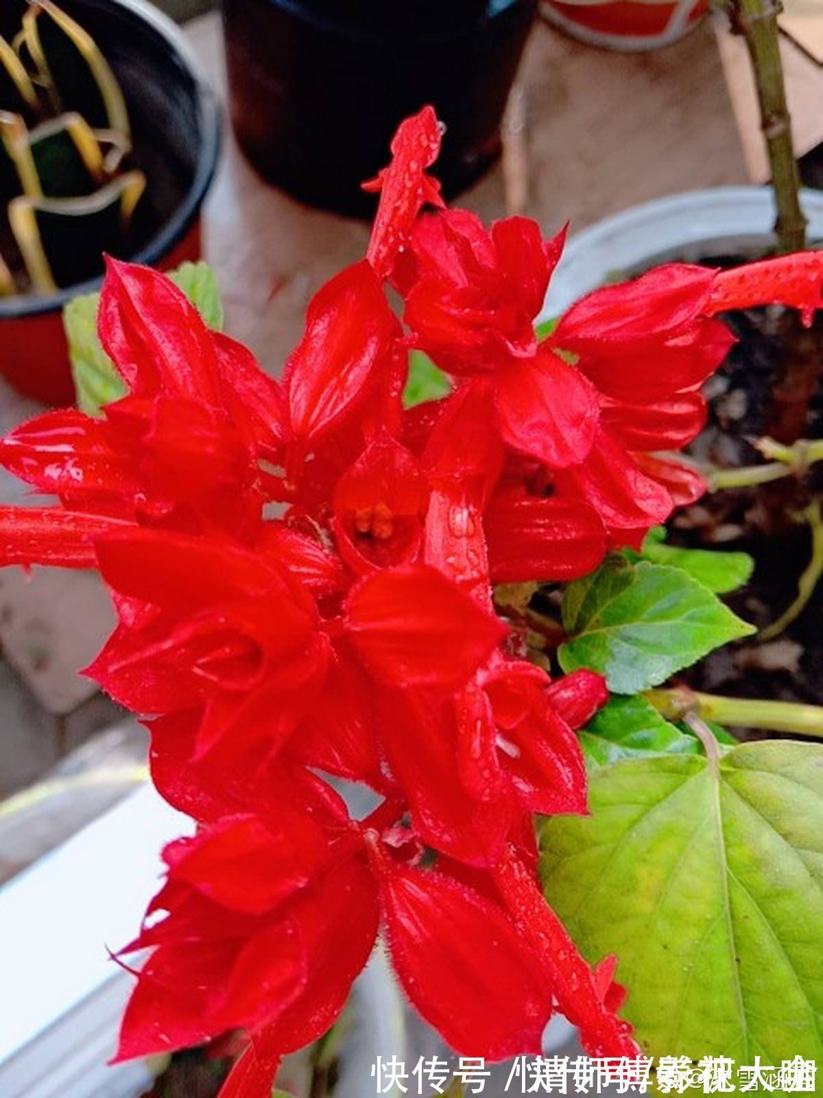 光照|9种花,光照时间越短越容易爆盆,晒太久反而不开花