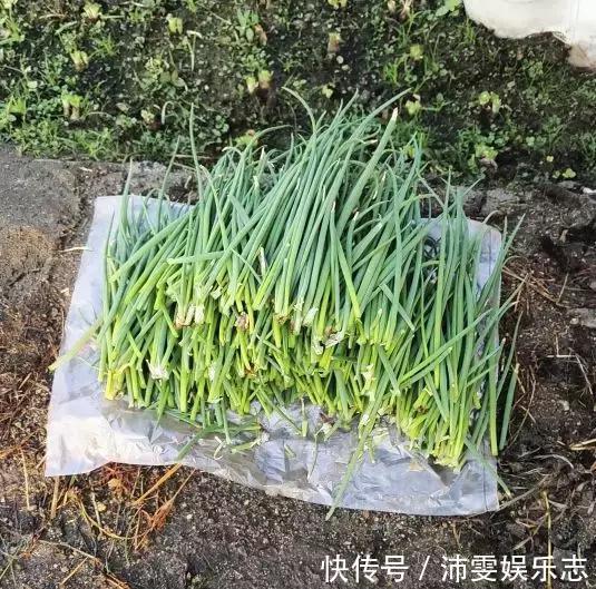 施肥|阳台种小葱，注意3点，叶子猛蹿，割了一茬又一茬，收获不断！