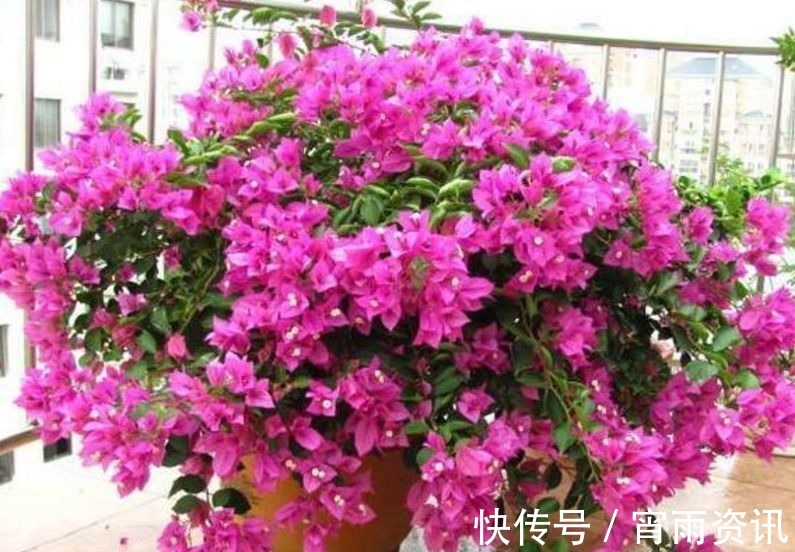 电线|养了3年三角梅,只因在盆里丢了根“老电线”,侧枝开花不停!