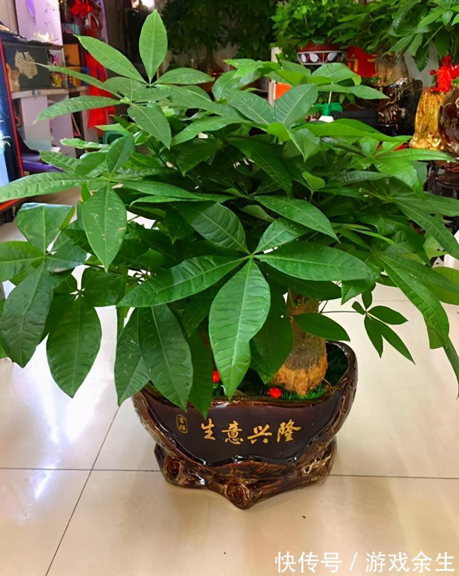 6种“吉利花”不要晒太阳,放在阴凉处,才能长得棒,富贵又旺家