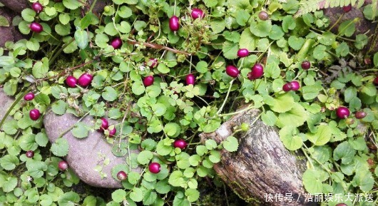 价值|乡下一种不起眼的“地茄子”,不被人摘还被踩踏,殊不知价值极高